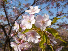 桜・咲く♪