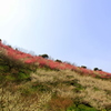 『梅の花』