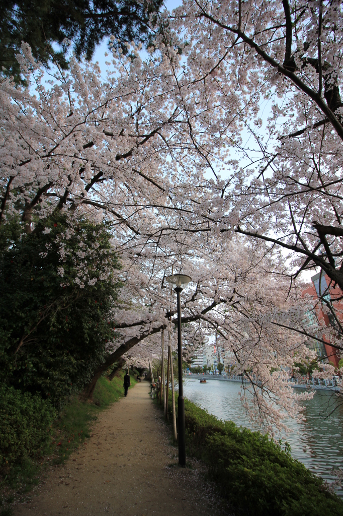 『桜×見×散歩』
