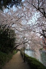 『桜×見×散歩』