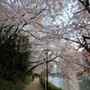 『桜×見×散歩』