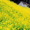 『菜の花』