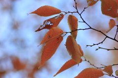 『あかいろへ。』