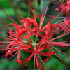 『曼殊沙華・紅×雫』
