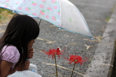 お花。。。雨にぬれよるねぇ。。。
