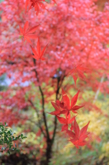 『紅葉～ひらりひらり』