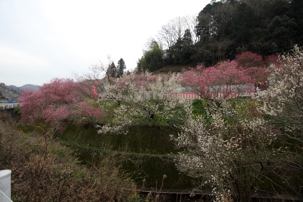 『梅～全景』