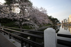 『朝×桜×お堀』