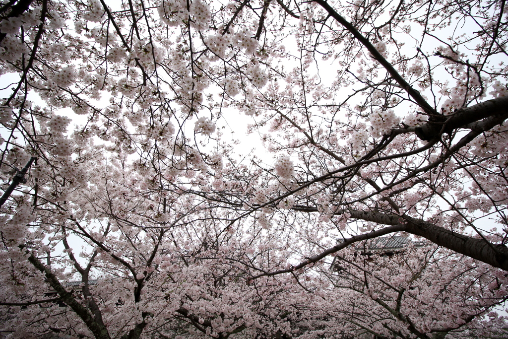 『桜×満開』