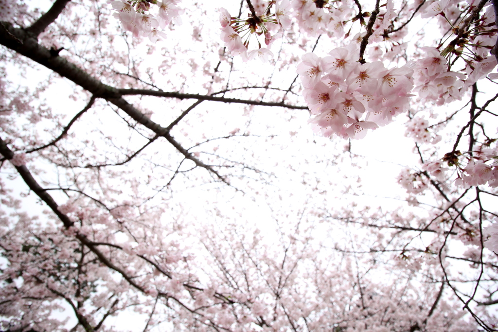 『桜×美麗(^^♪』