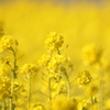 発見！菜の花畑^^