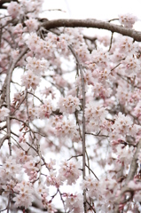 『しだれ桜』