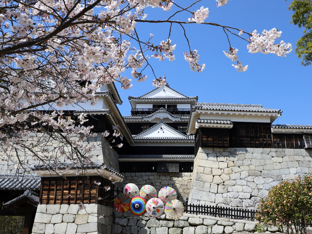 『松山城×桜×和傘』