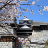 『松山城×桜×和傘』