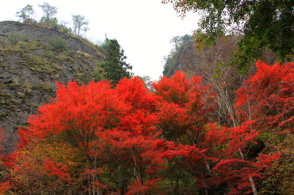 『紅葉×岩山』