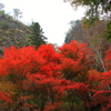 『紅葉×岩山』