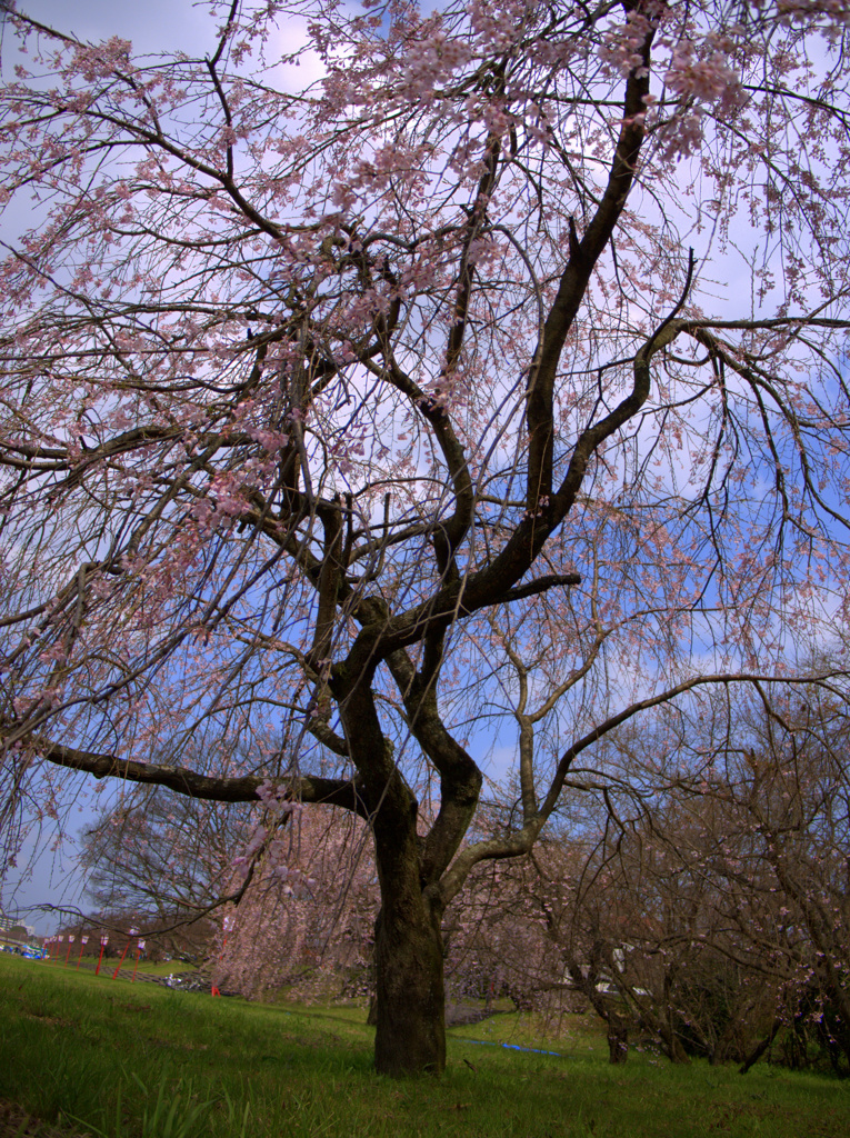 『しだれ桜・青空』