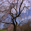 『しだれ桜・青空』