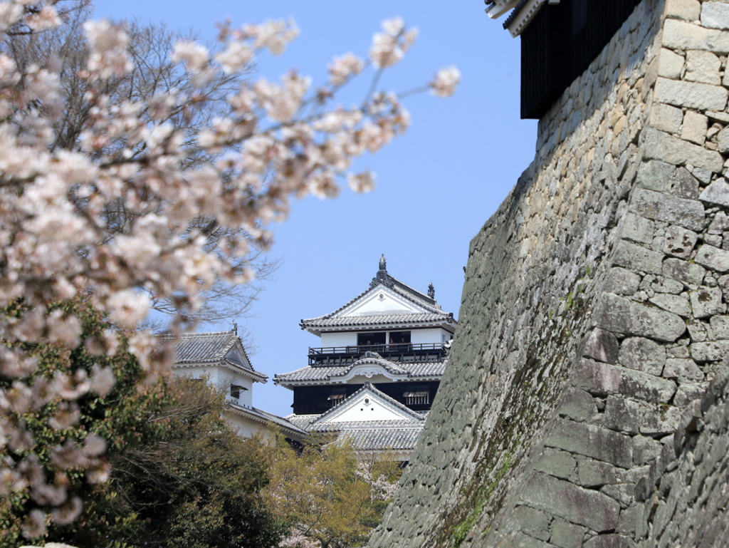 『松山城×桜×石垣』