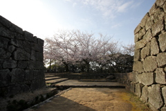 『松山城×石垣×桜』