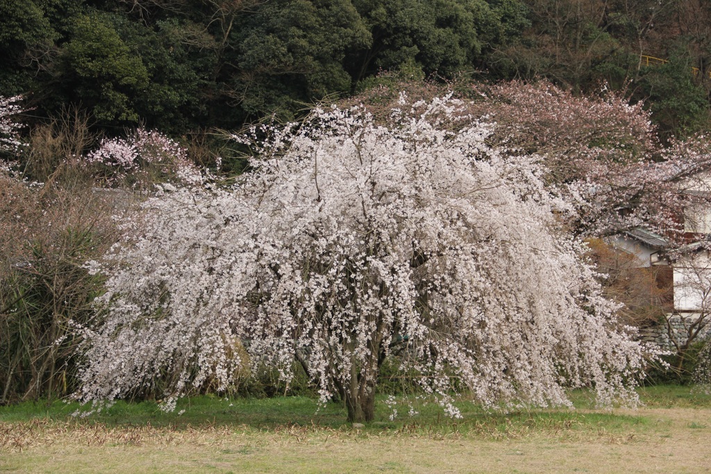 『しだれ桜～弐』