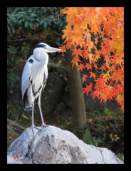 『紅葉～鳥』