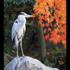 『紅葉～鳥』