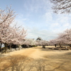 『松山城×桜×桜桜^^』