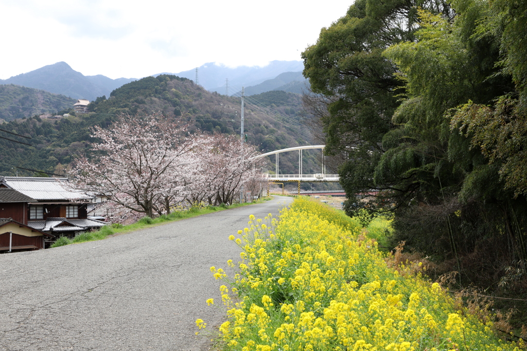 『菜の花×桜』