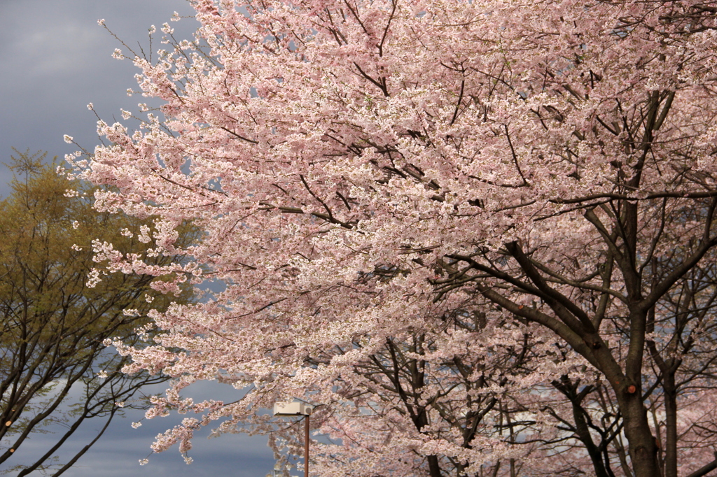 『桜』