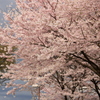『桜』