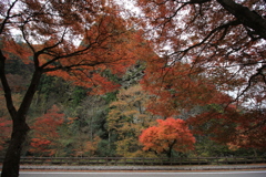 『古岩屋×紅葉』