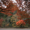 『古岩屋×紅葉』
