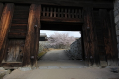 『松山城×門越し×桜』