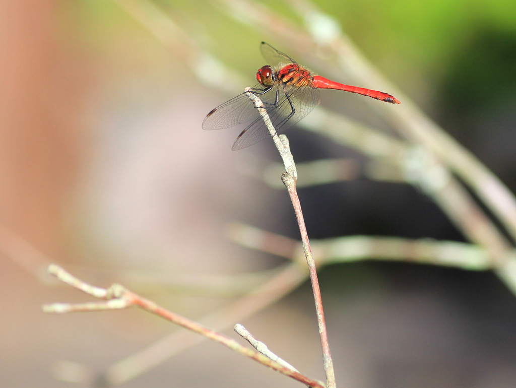 『蜻蛉・赤』