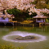 『さくら・噴水』