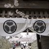 『松山城・桜と門』