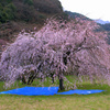 しだれ桜