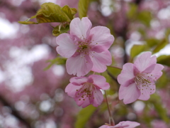 『桜』