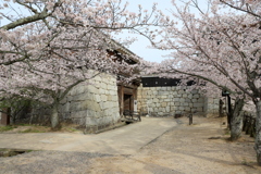 『松山城×桜！』