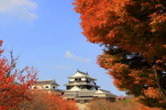 『松山城～紅葉』