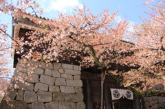 『桜×青空×城門』