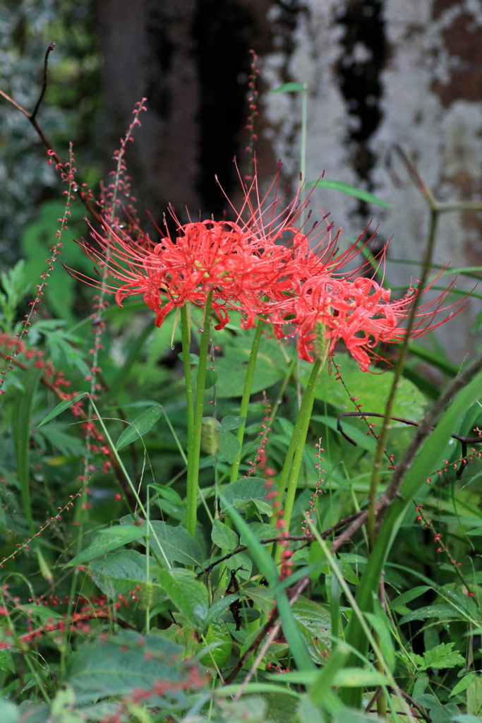 『曼殊沙華・紅』