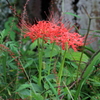 『曼殊沙華・紅』