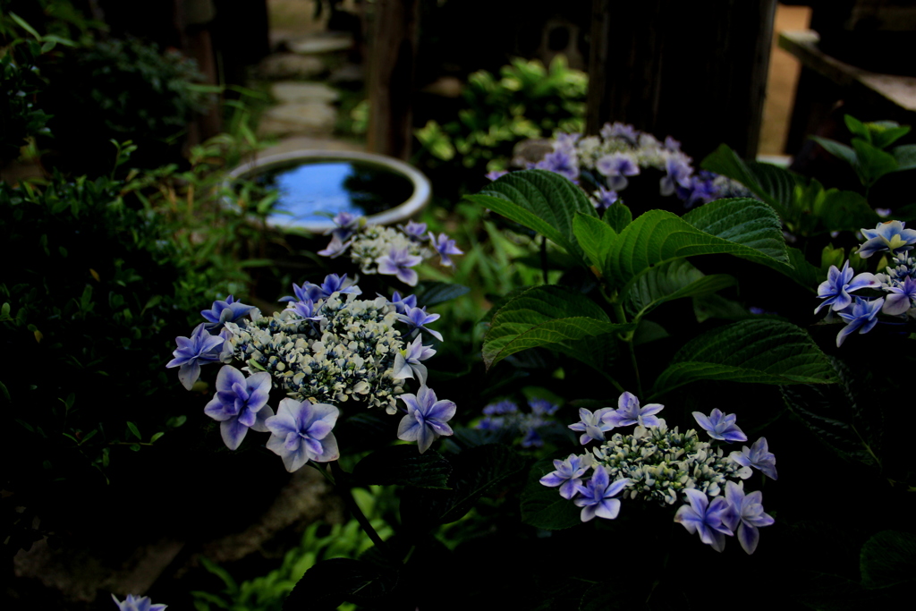 『紫陽花×庭』