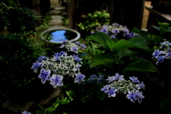 『紫陽花×庭』