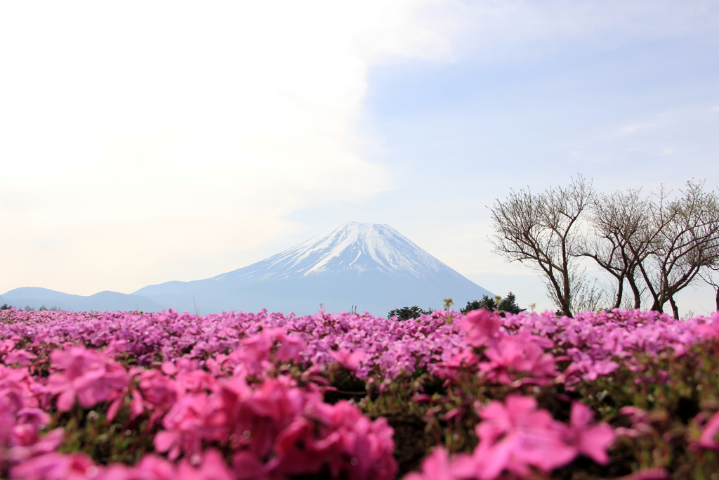 『富士山×芝桜』