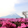 『富士山×芝桜』