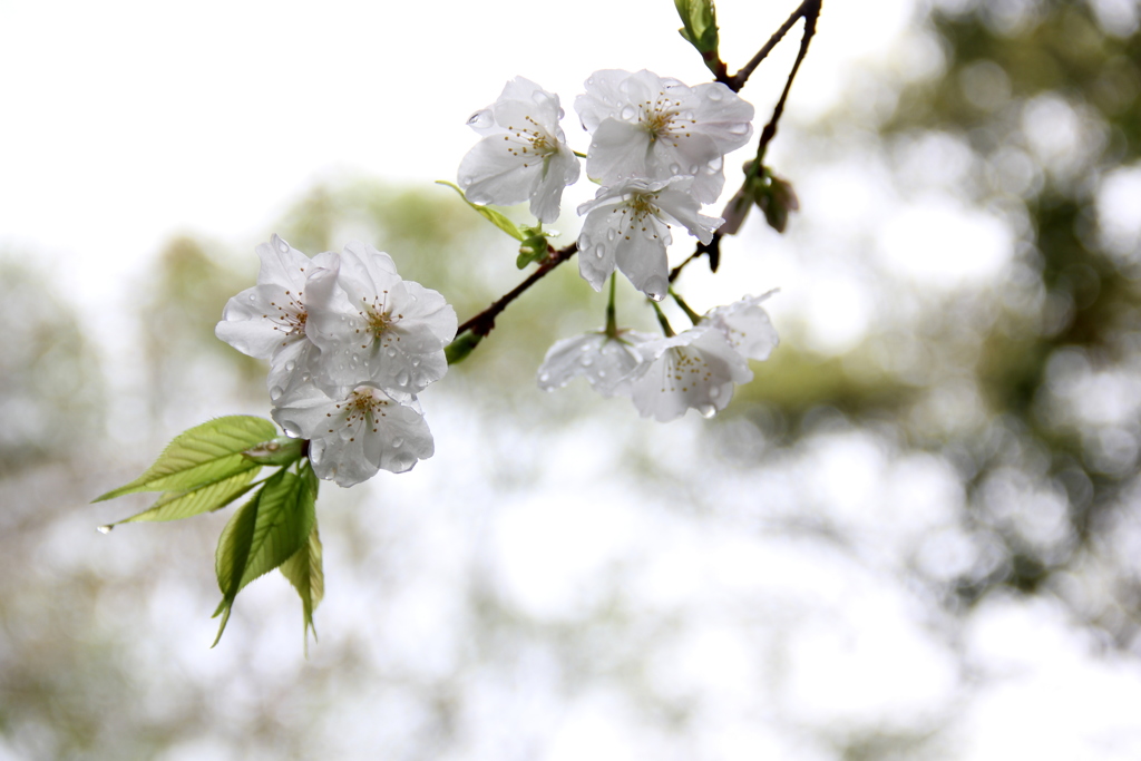 『桜×雫』