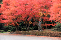 『紅葉～散策①』